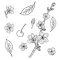 Beautiful large set of cherry flowers, buds and leaves on a white background. Vector black and white elements of blooming cherry. Royalty Free Stock Photo